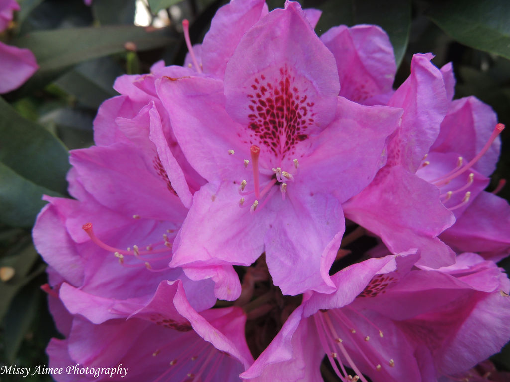 Blooms of Summer