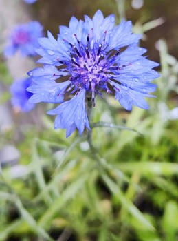 Cornflower