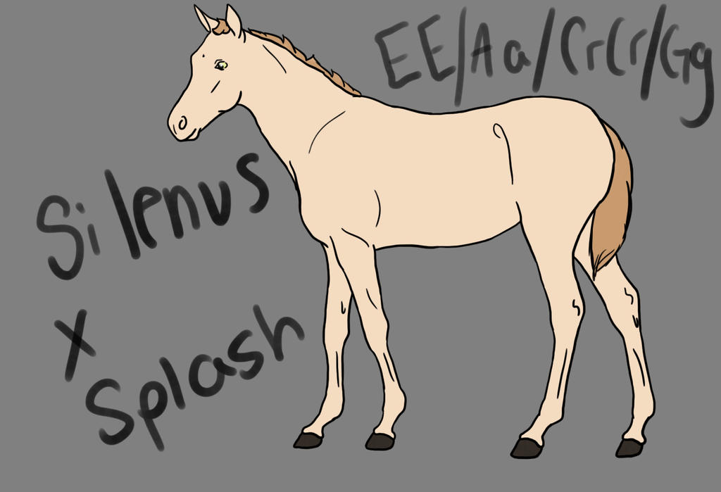 SilenusXSplash Foal