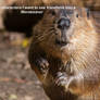20 characters to transform into a Werebeaver