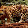 20 characters to transform into a Werejaguar