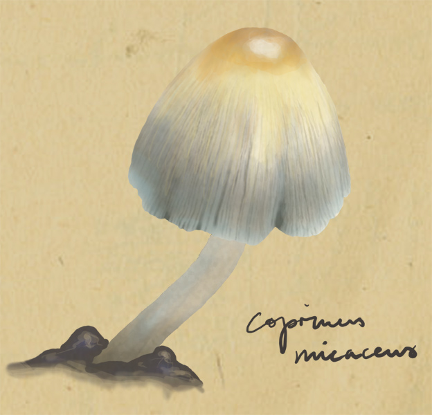 coprinus micaceus