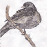 Junco