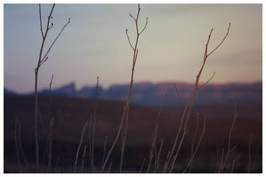 Grasses of the Sierra del Carmens