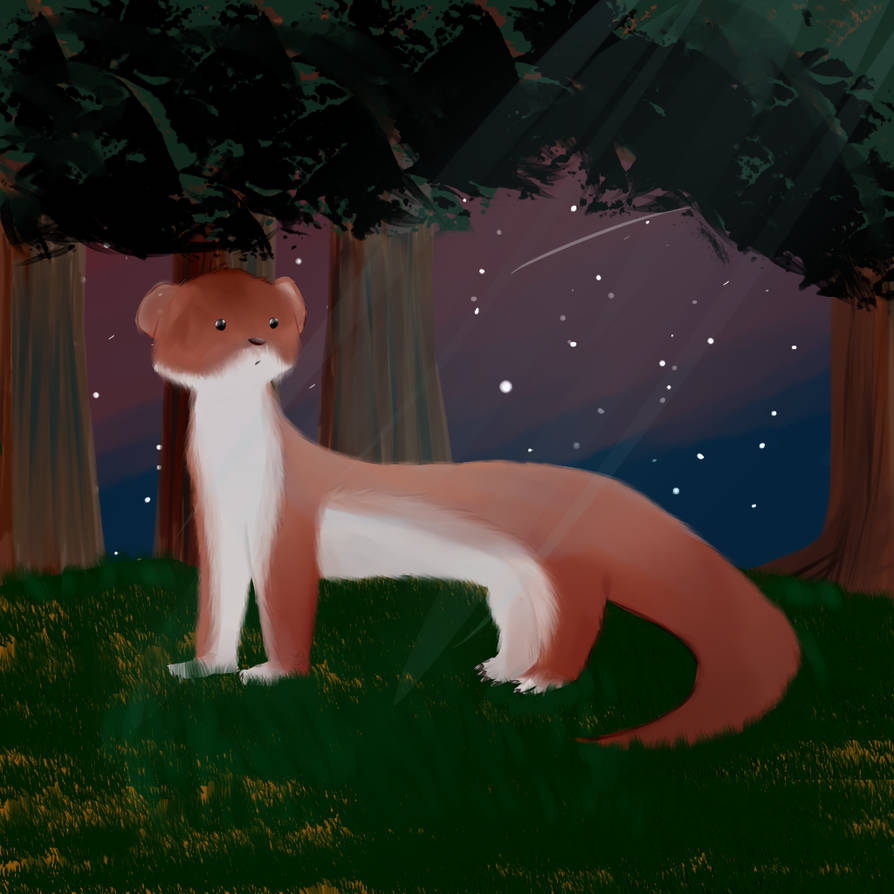 Stoat drawing by DemunKitteh on DeviantArt