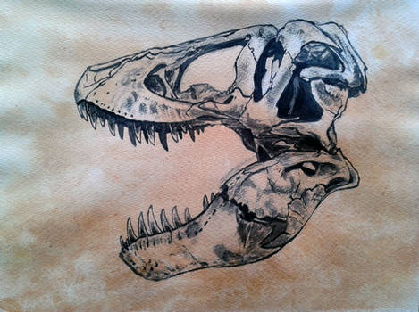 dinosaur skull tyrannosaurus