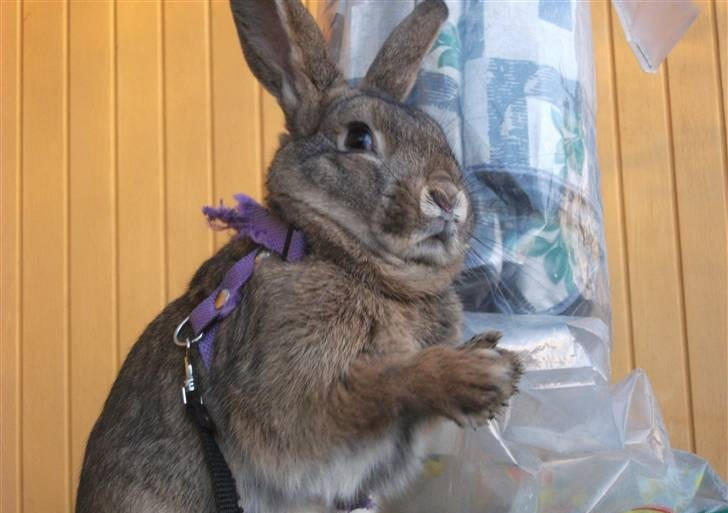 Ugliest rabbit ever by nomali on DeviantArt