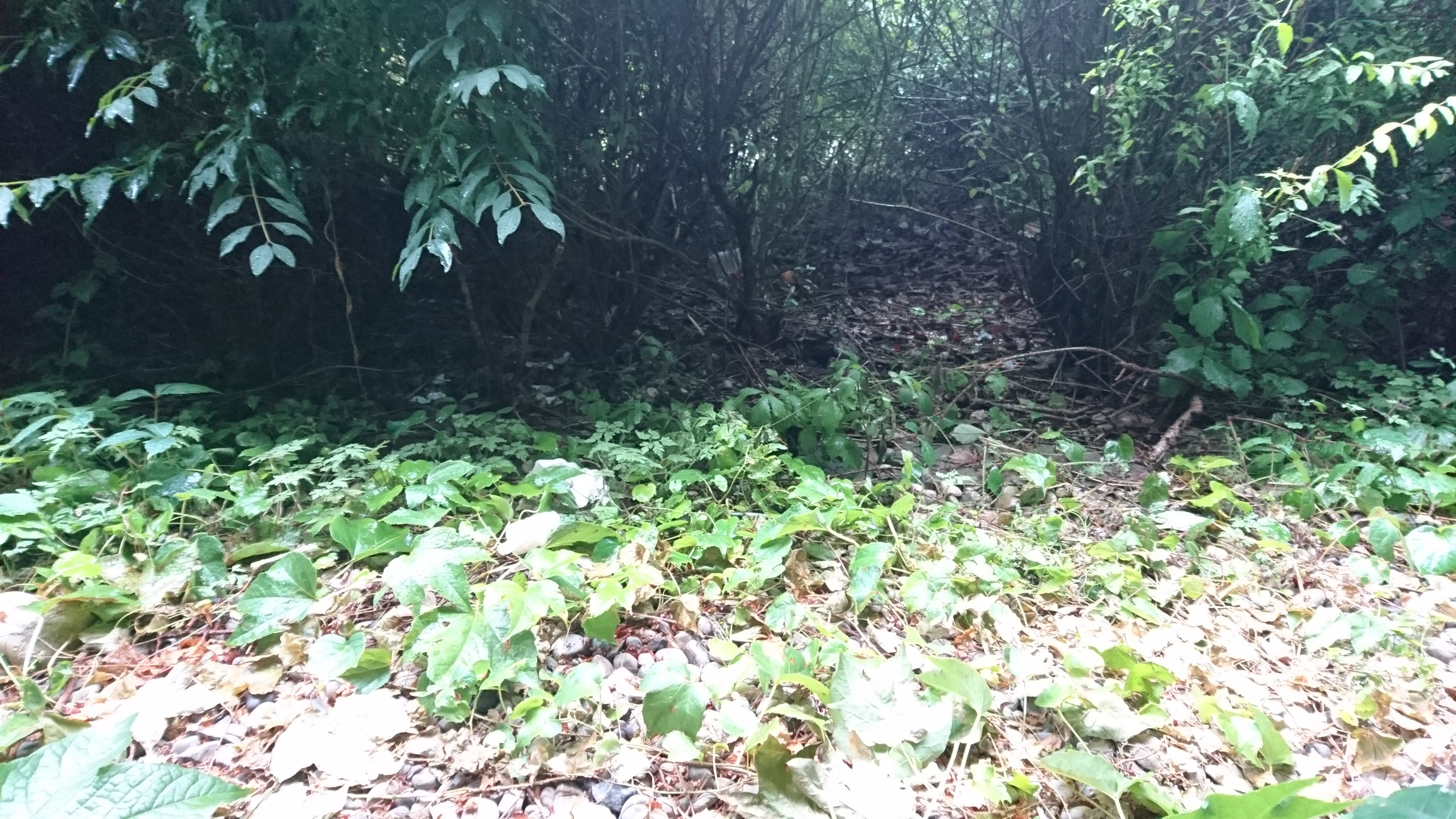 Into the mini woods