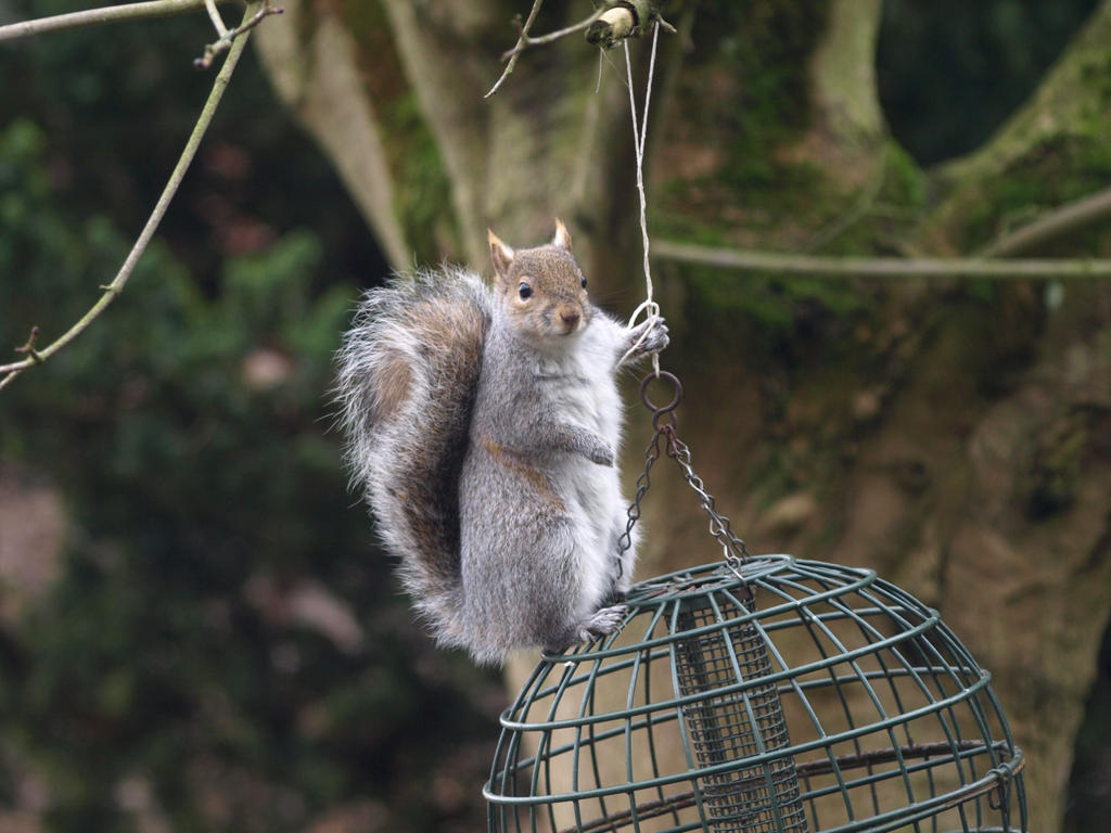 Squirrel Proof?