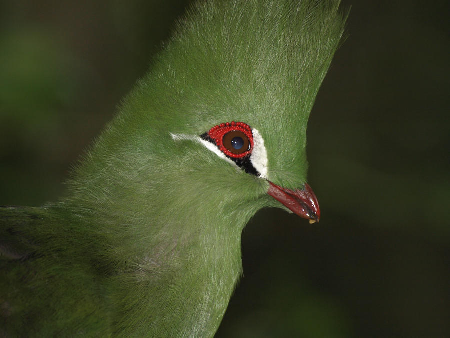 Green Turaco