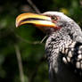 Yellow-billed Hornbill