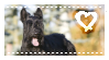 Scottish Terrier Stamp