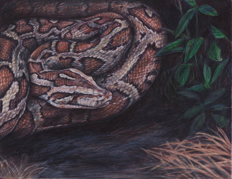 Indian Python Body Patterns Indian Python by afiriti on DeviantArt