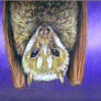 Mindoro Bat