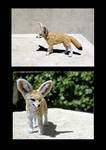 Pipe Cleaner Fennec by afiriti