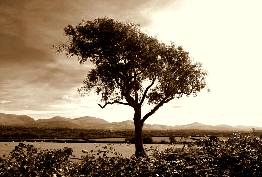Sepia Tree by PicsByLuce on DeviantArt