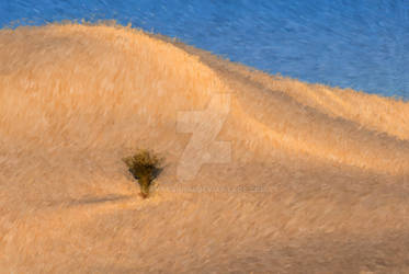 Lonely Desert Plant