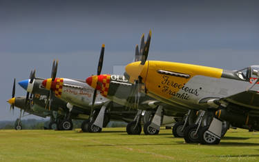 WARBIRD NOSES