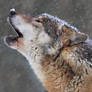 WINTER HOWL