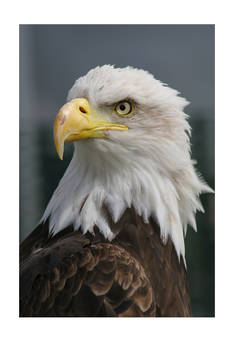 WINDSWEPT EAGLE