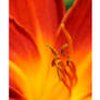 FLAMING LILLY