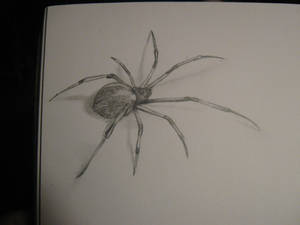 Spider in sketchbook (tattoo)