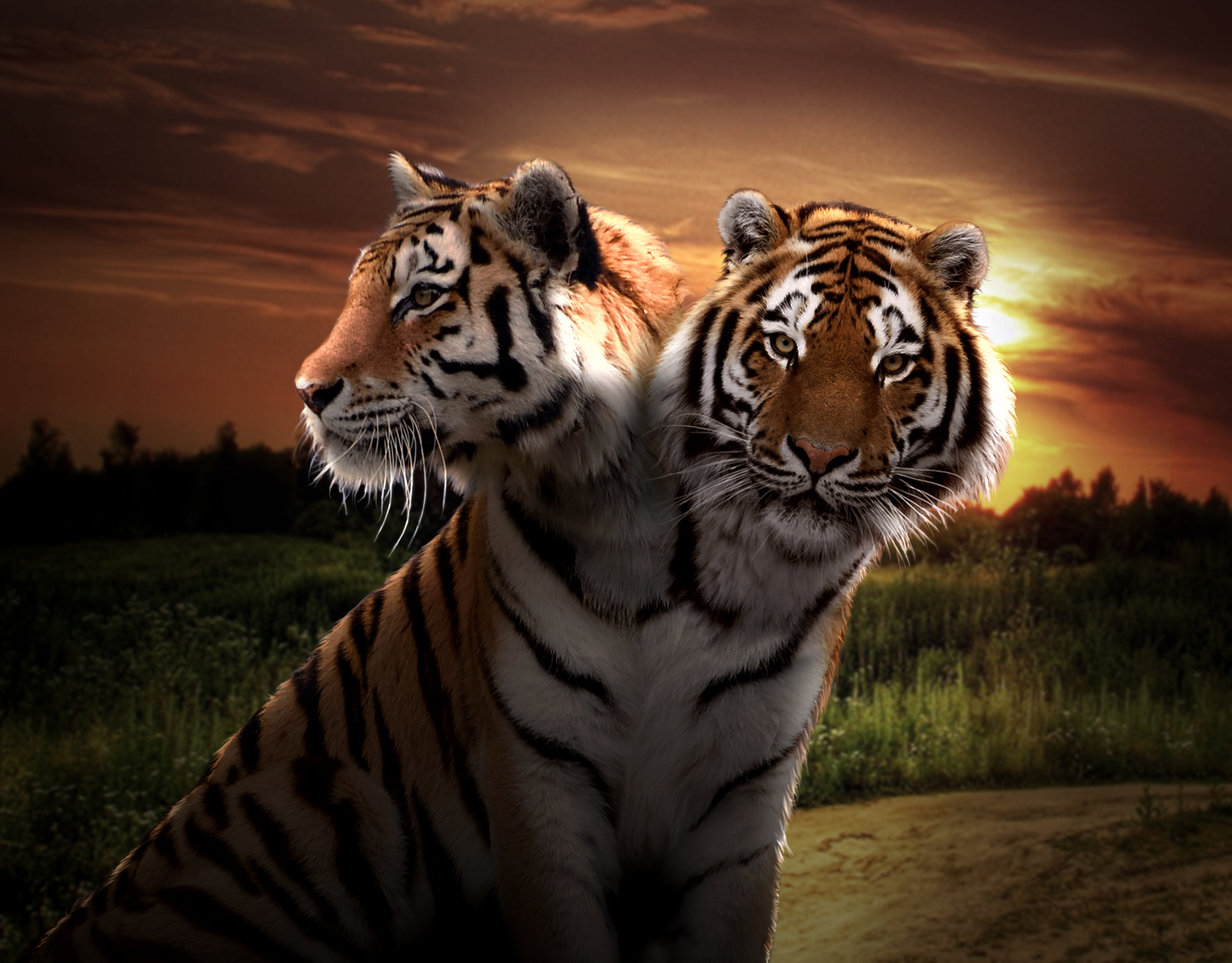 Two Headed Tiger