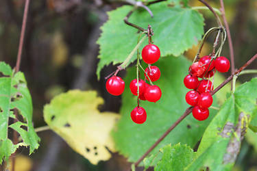 Bright Berries