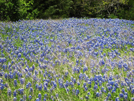 Bluebonnet Field