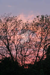 Heart-Shaped Tree