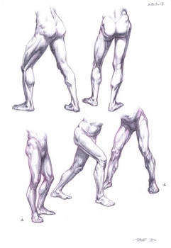 Anatomy Studies