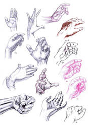 Anatomy Studies