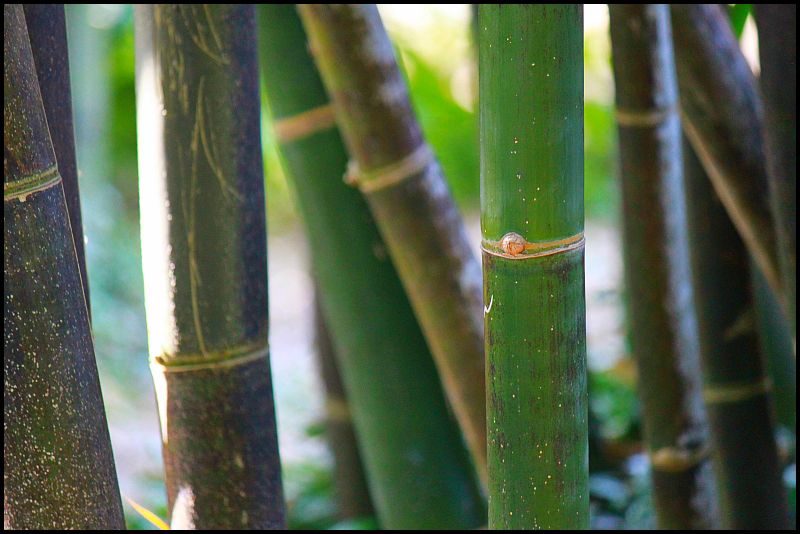 Bamboo