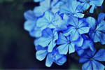 Shades of Blue by doyles-slave