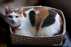 Cat In a Basket