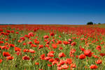 poppy field by gbog