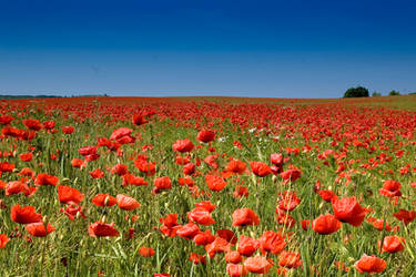 poppy field