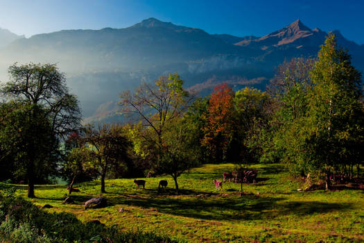 Alps and Cows