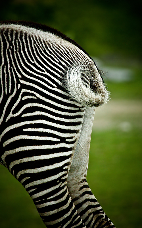 Zebra A