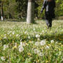 Dandelions 1