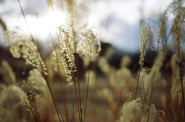 Tall Grass