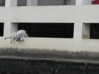 Dogs life in Bangkok