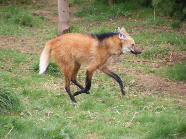 maned wolf  running