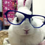 bunny with spec