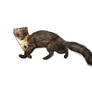 Beech marten 'Martes foina'