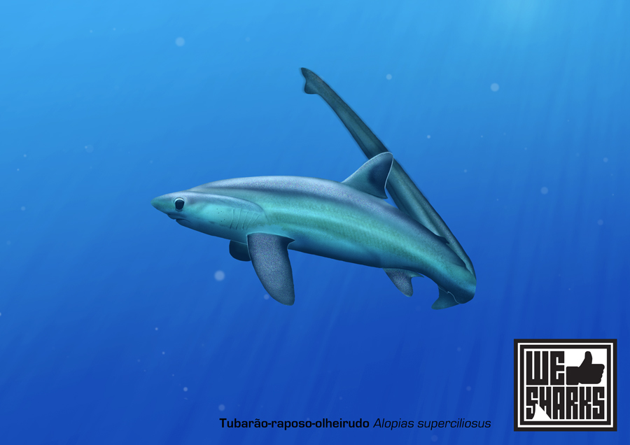 Big Eye Thresher Shark