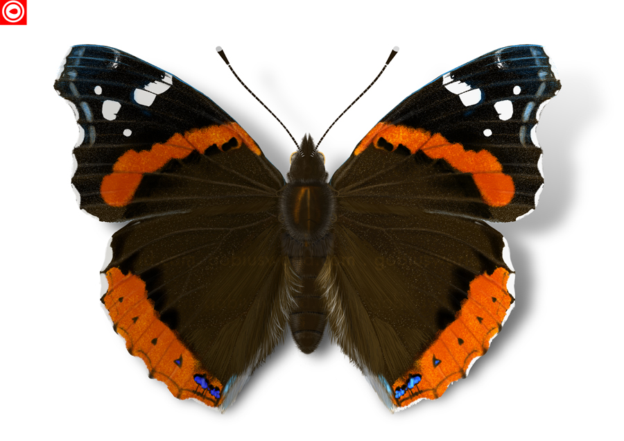 Red Admiral