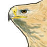 Iberian Imperial eagle study