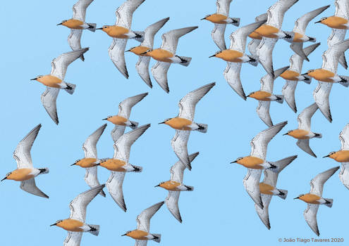 Flock of Red Knots