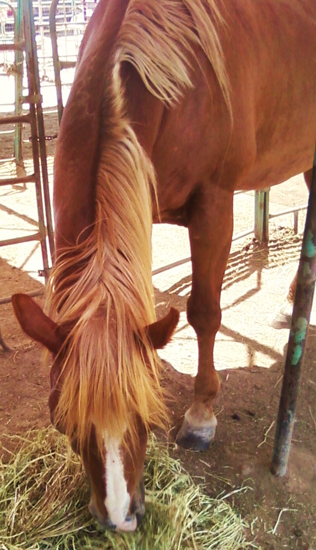 Cowgirl Frontal View Original